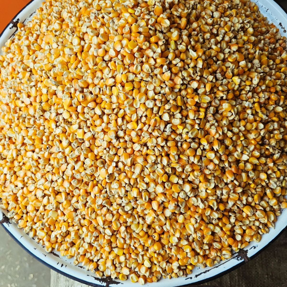 dry corn
