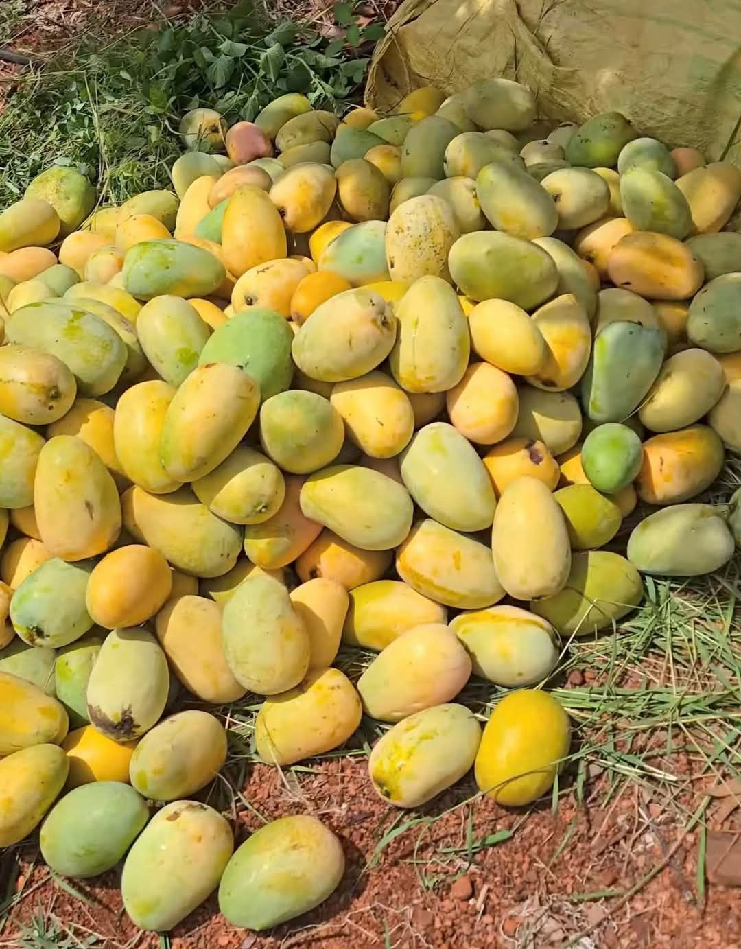 fresh mangoes