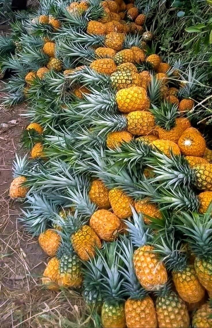 Pineapples