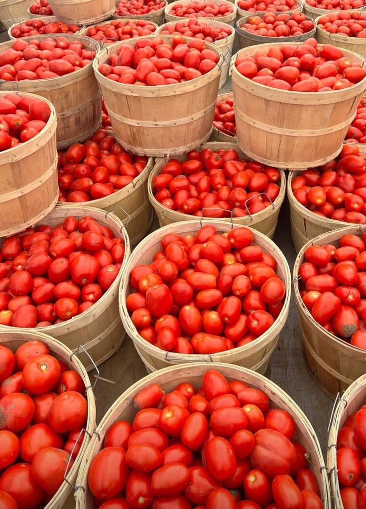 fresh tomatoes