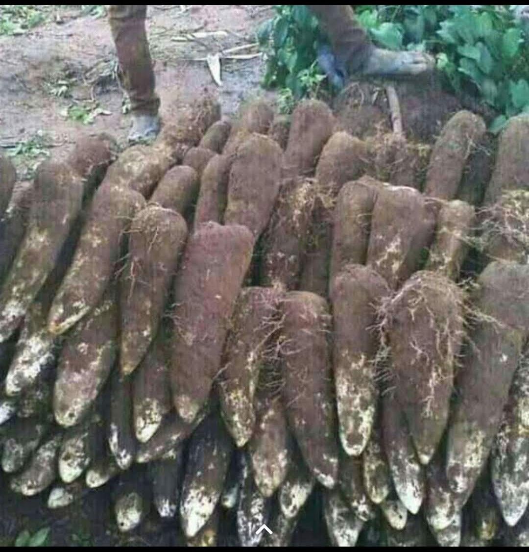 tubers