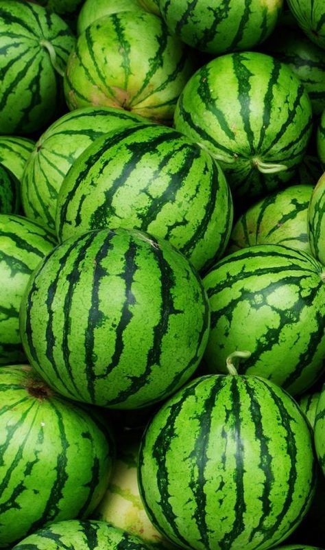 fresh water melon